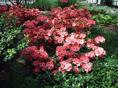 020508-flowers01.jpg